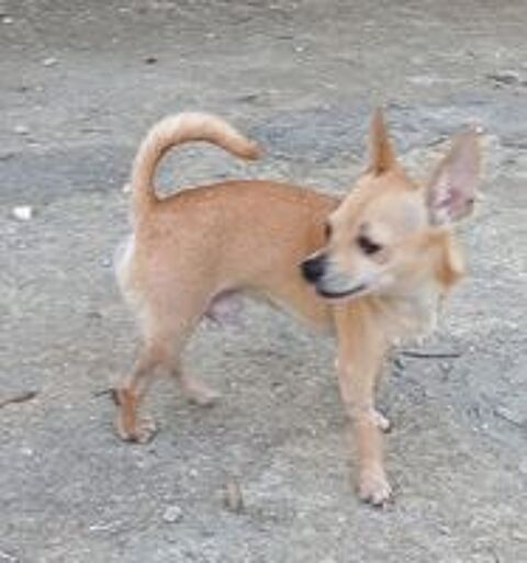   URGENCE A L'ADOPTION ULYSSE 