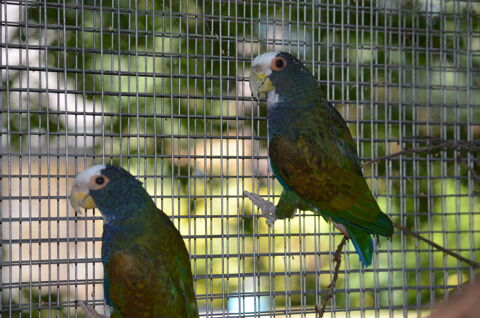 Pione à couronne blanche " Pionus senilis " - Couple eam 2015/2017 1290 35136 Saint-jacques-de-la-lande