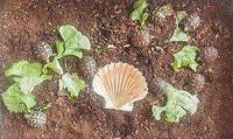   Tortues  