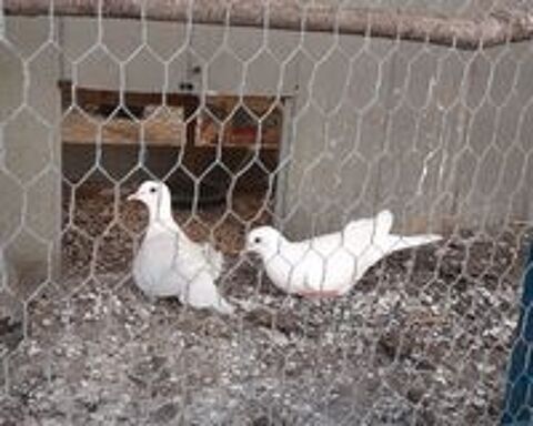   Couples de tourterelles blanches 