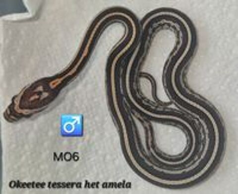   Pantherophis guttatus okeetee/reverse okeetee 