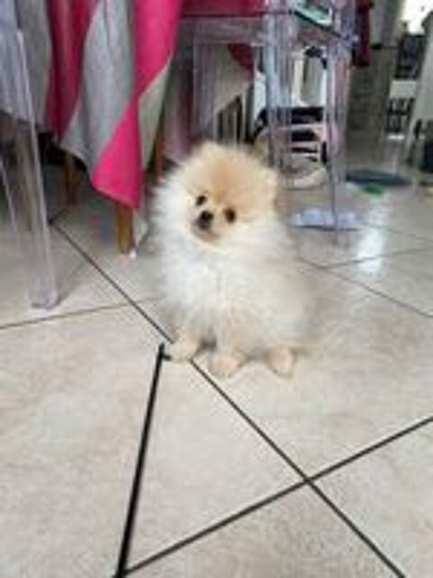   Magnifique chiot mâle spitz nain non lof  