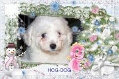   A RESERVER CHIOT FEMELLE BICHON FRISE  