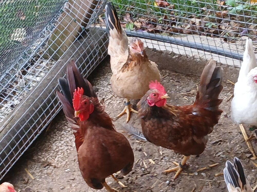   1 poule 2 coqs  