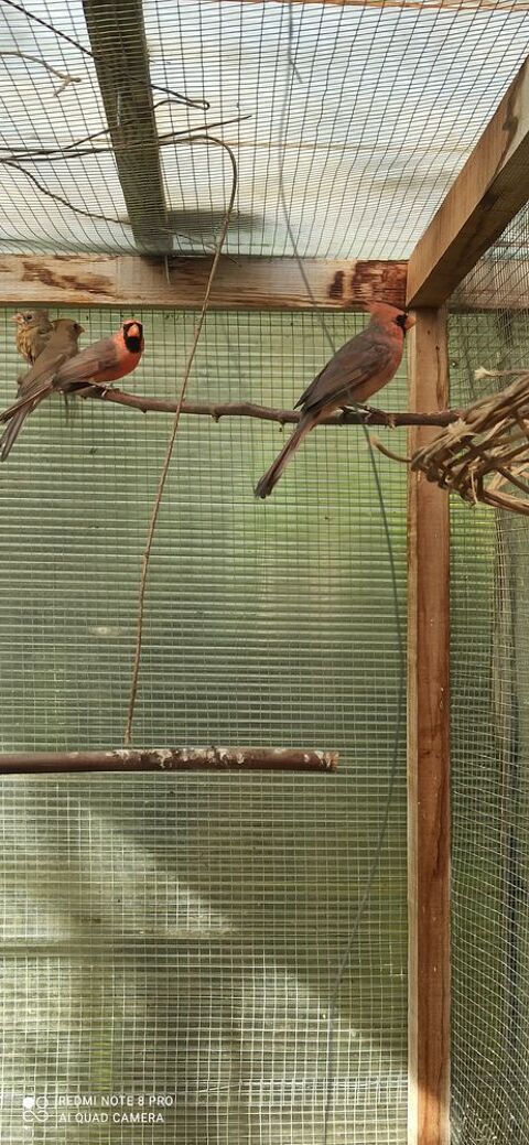 Cède deux mâles et une femelle cardinal rouge de 2025 250 38440 Villeneuve-de-marc