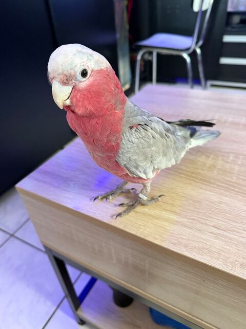 Perroquet rosalbin 1100 47400 Tonneins