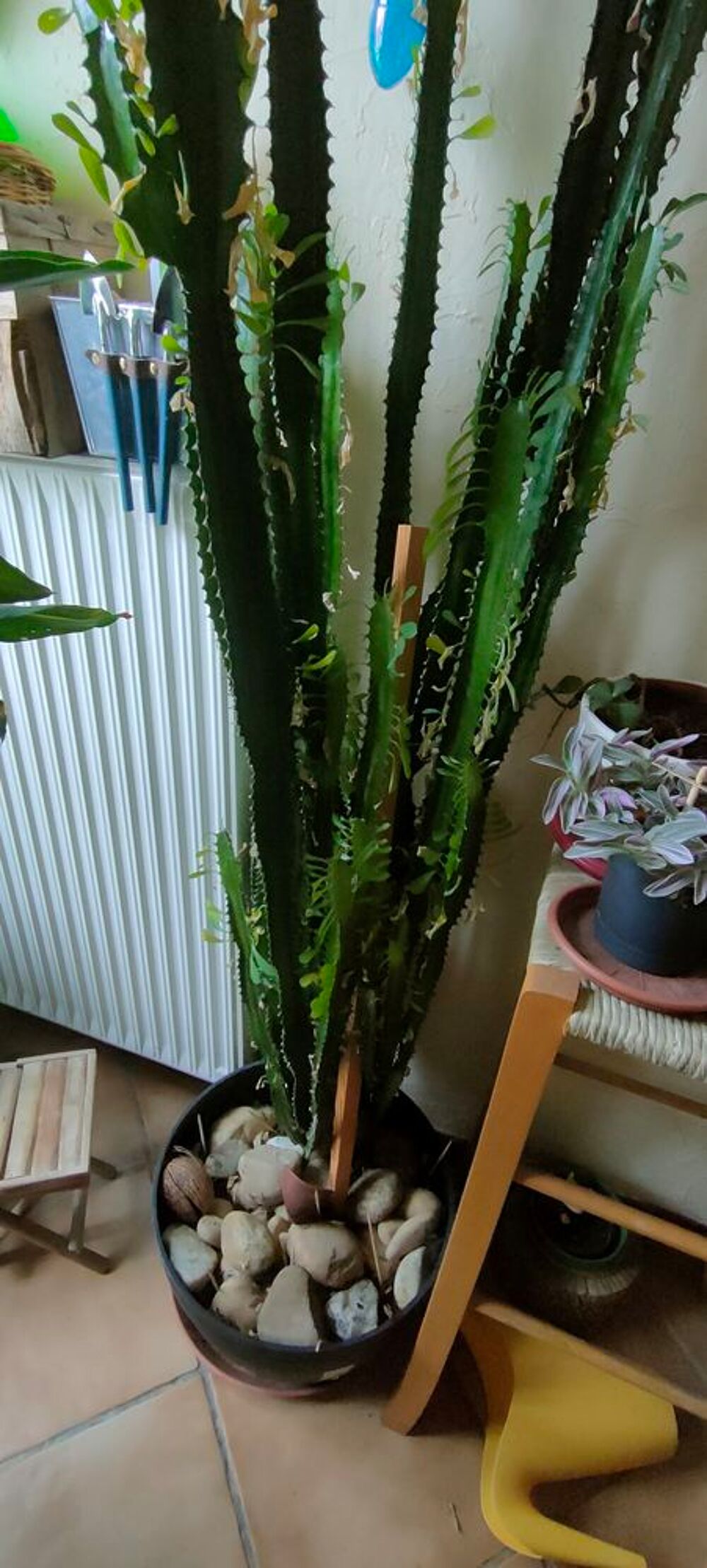 PLANTE VERTE Jardin