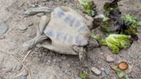     tortue d'hermann male 