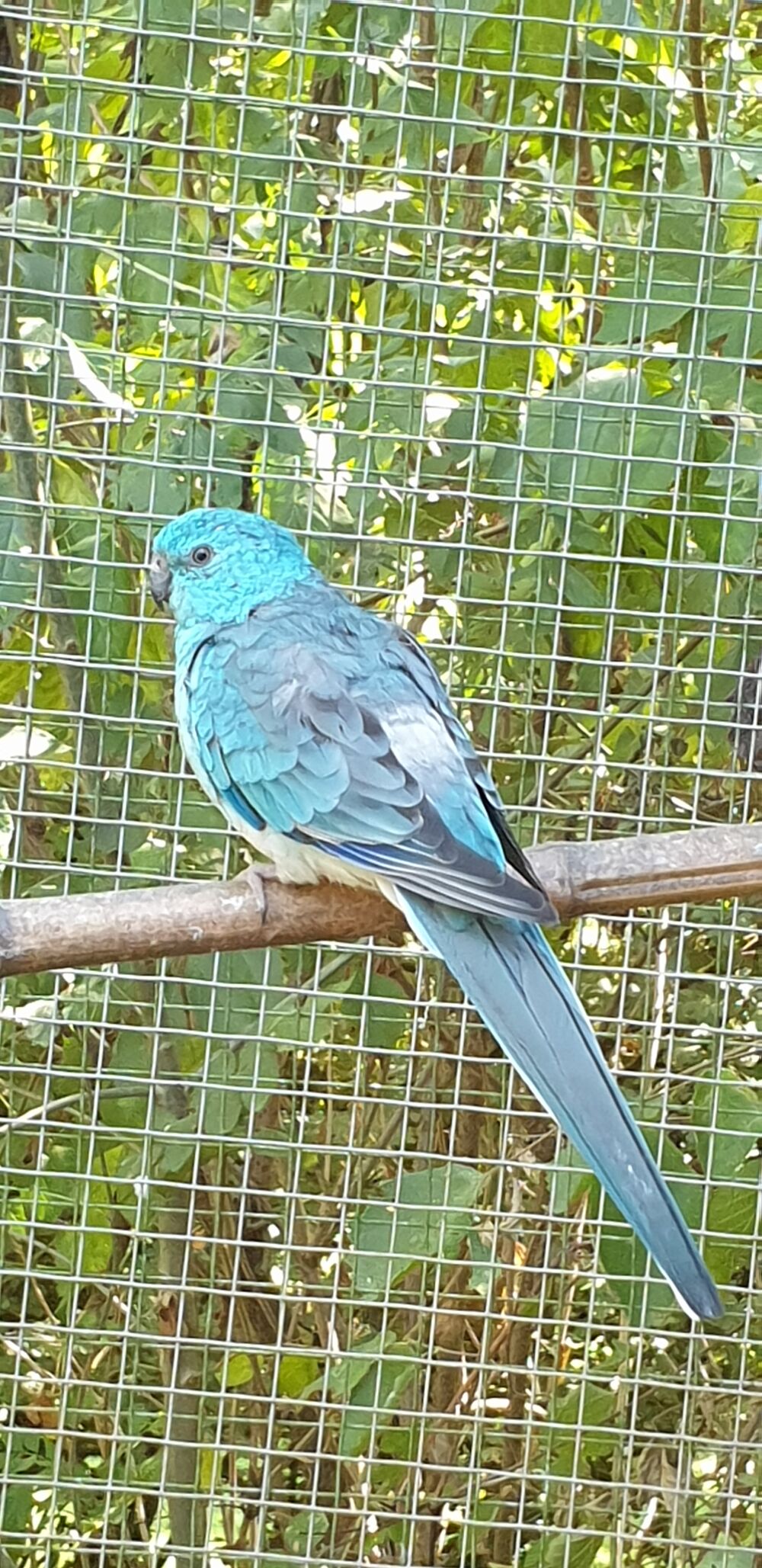   Perruche croupion bleue mle 