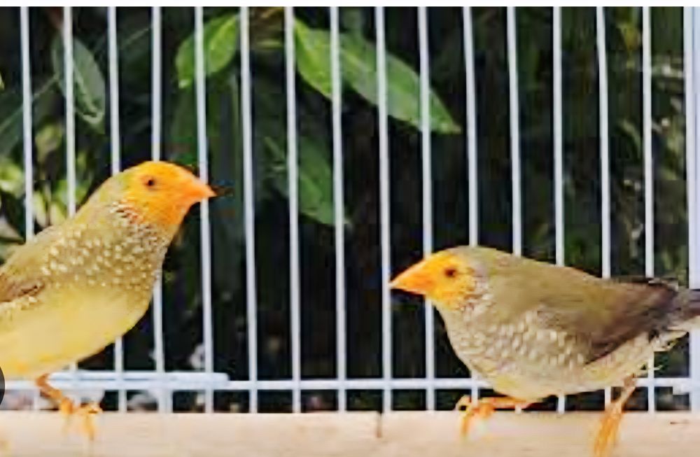   ruficauda ou diamant a queue rousse 