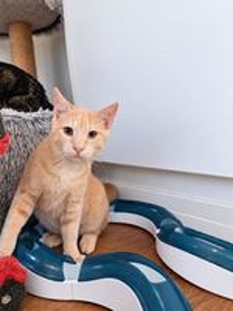   GULLIVER CHATON BEIGE SABLE 5 MOIS 