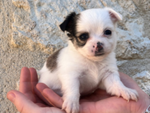   Magnifiques chiots chihuahuas non lof 