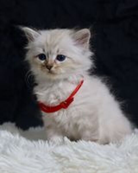   Chaton Siberien Hyppoallergenique 