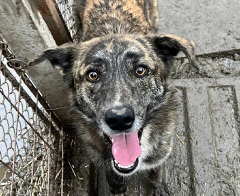 SAMANTHA 320 27620 Gasny