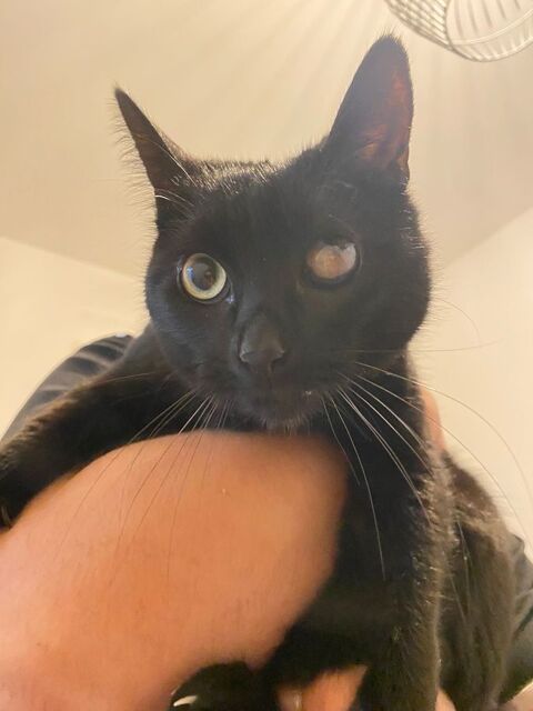 SEIYA, adorable chatte noire à adopter via l'association UMA (18100 Vierzon) DÉPARTEMENTS D'ADOPTION : - 44, 85 - 18, 03, 58 (60 km autour de Bessais-le-Fromental) - 49, 35, 56 selon le secteur NUMÉRO DE SIREN : 794786228 SEXE : Femelle DATE DE NAISSANCE 230 18100 Vierzon