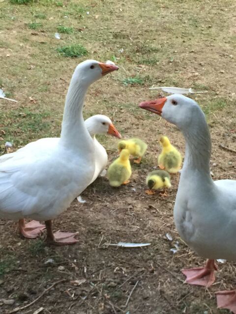 Oies de touraine 0 77590 Bois-le-roi