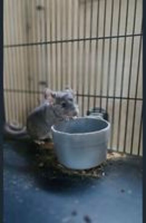   Chinchilla femelle 