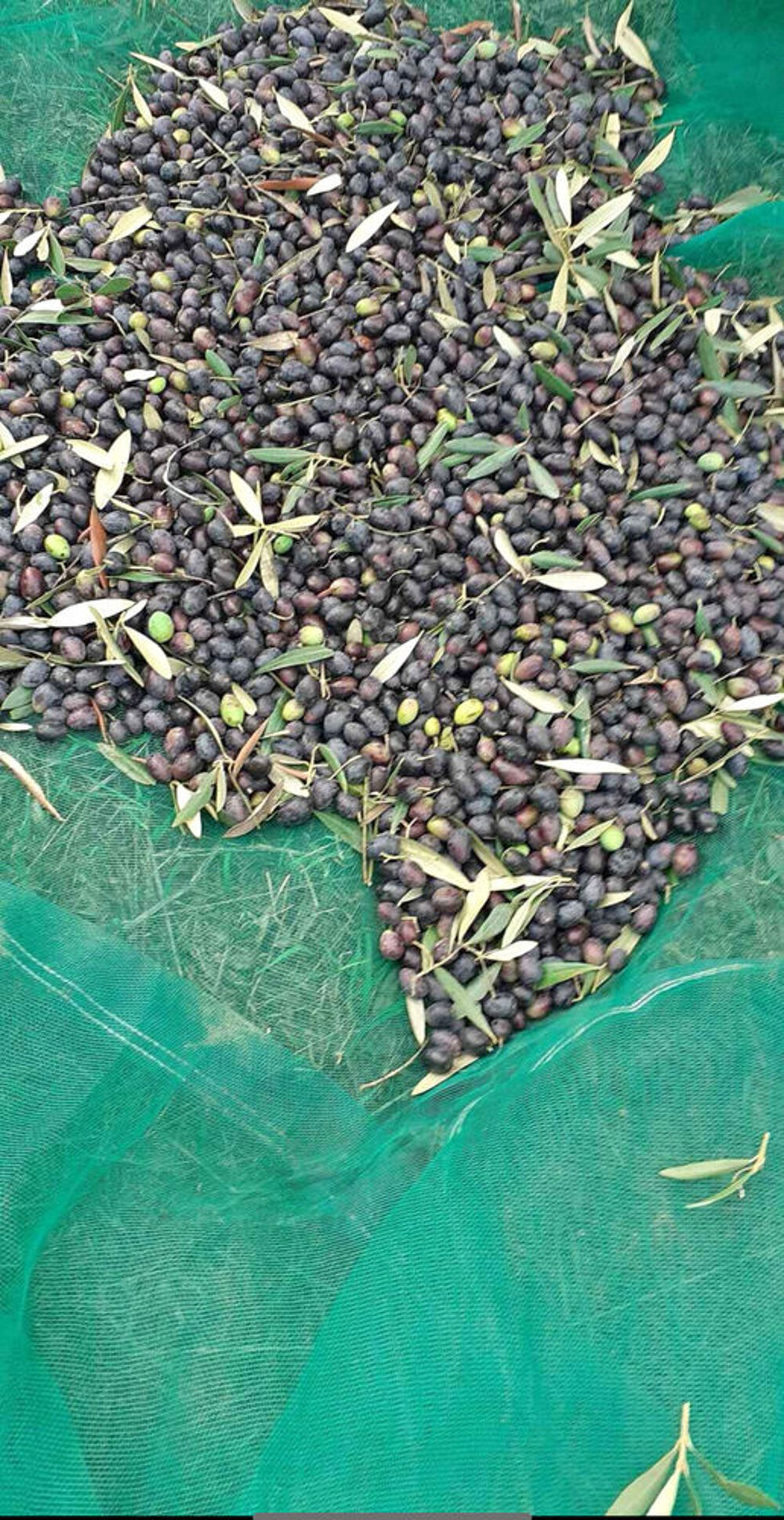 Huile d'olive du Portugal Jardin