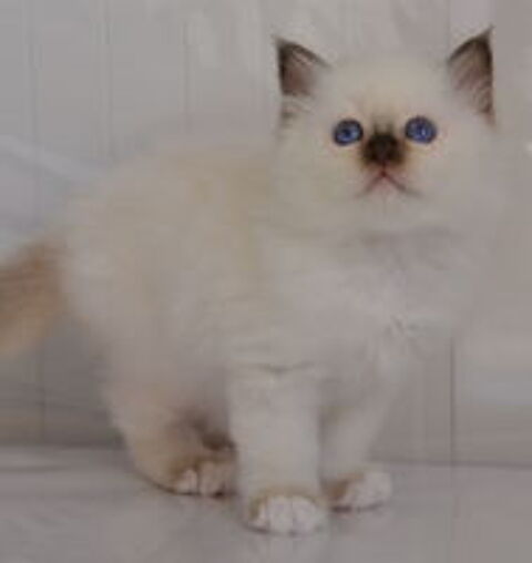   Magnifiques chatons sacrés de Birmanie à réserver  