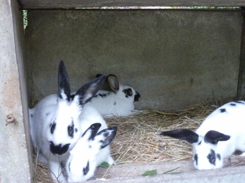  cause surnombre je cederai des lapins pour la consommation 0 24350 Lisle
