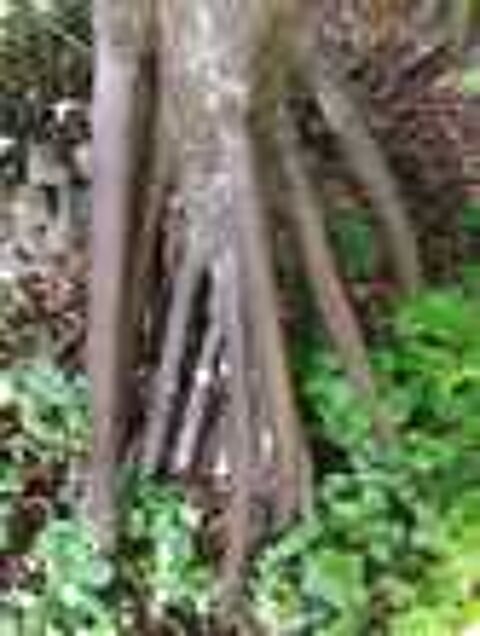 Palmier des Seychelles Jardin