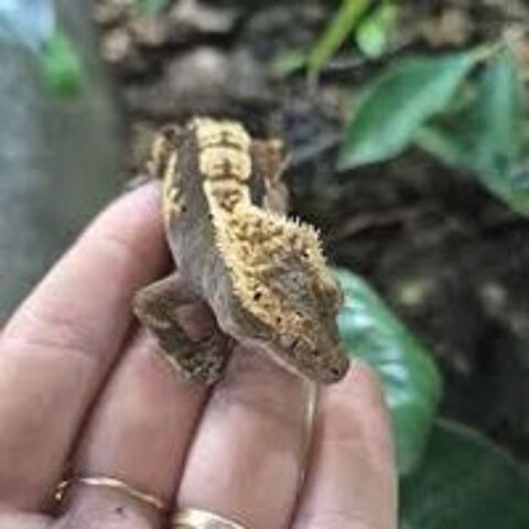   gecko à cretes (ciliatus) juvéniles  