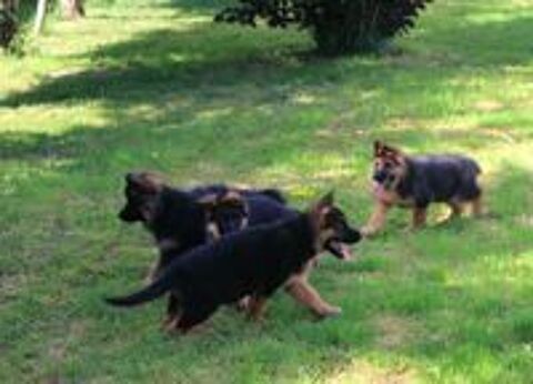   chiots berger allemand lof. 