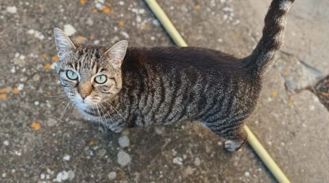 Violette chatte calme et caline cherche panier retraite 0 11000 Carcassonne