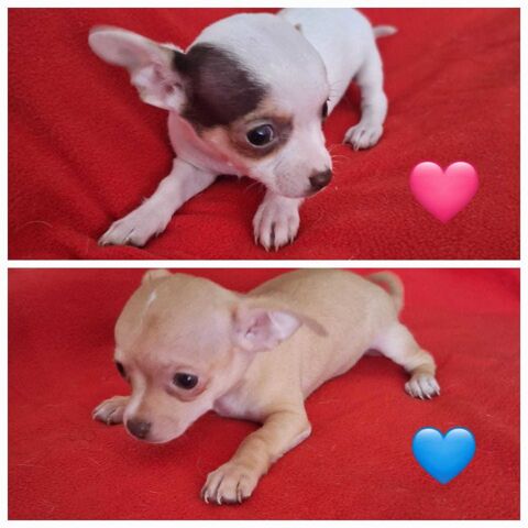 Beaux Chihuahuas à placer 850 94200 Ivry-sur-seine