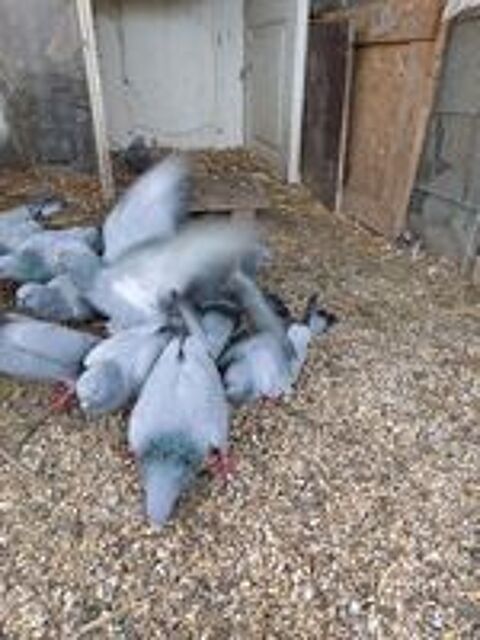    pigeons bleue de Gascogne  