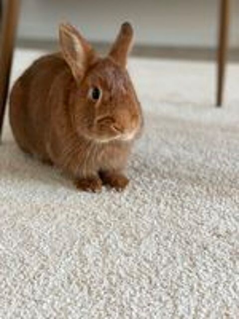    À DONNER  Kiwi cherche une nouvelle famille 