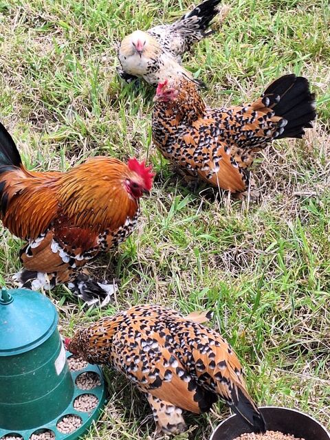 Couple poule sabelpoot 35 56190 Le guerno