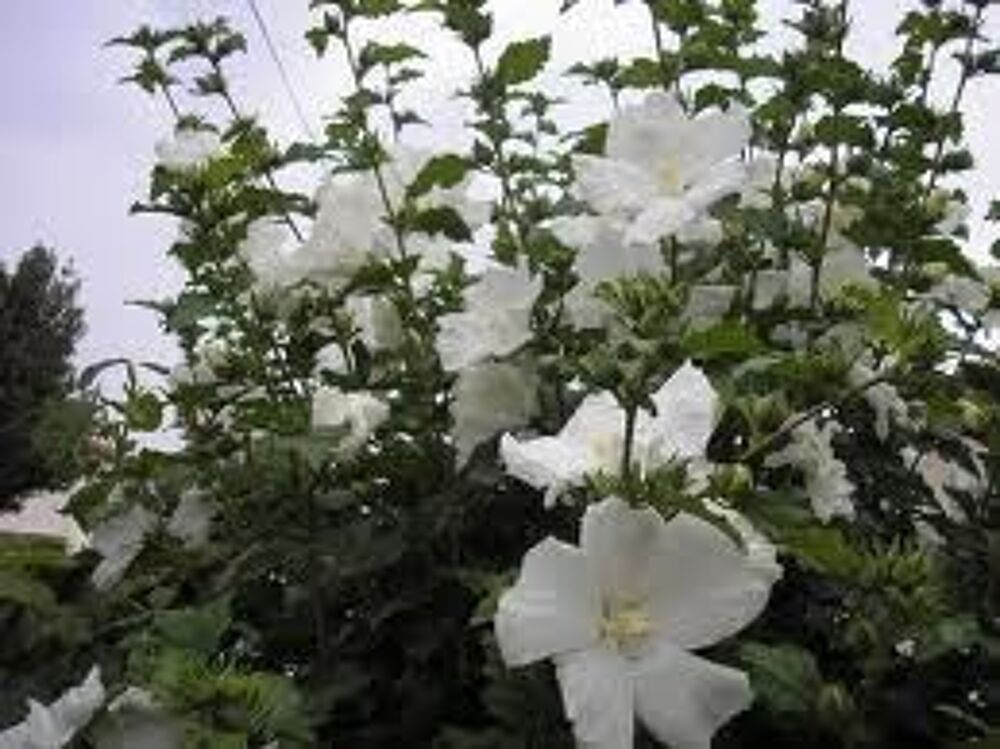 2 plants d'althea blanc Jardin