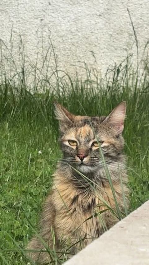 Chat SPLENDIDE MINETTE à l adoption 150 26200 Montlimar