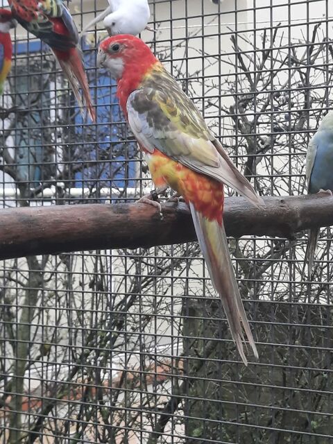 Femelle omnicolore opaline cinnamon ailes blanches 80 61000 Alen�on