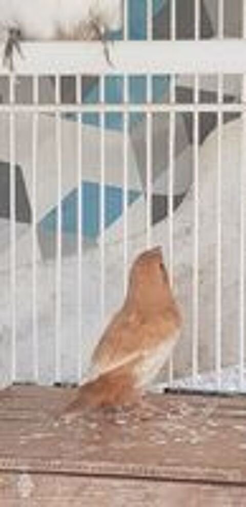   Moineau du japon  
