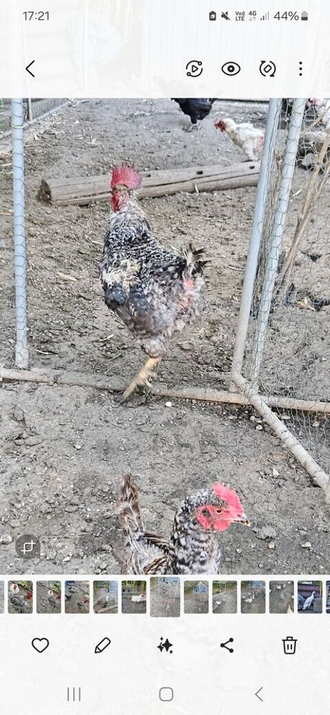 Coq Coucou de Malines 0 08240 Belval-bois-des-dames