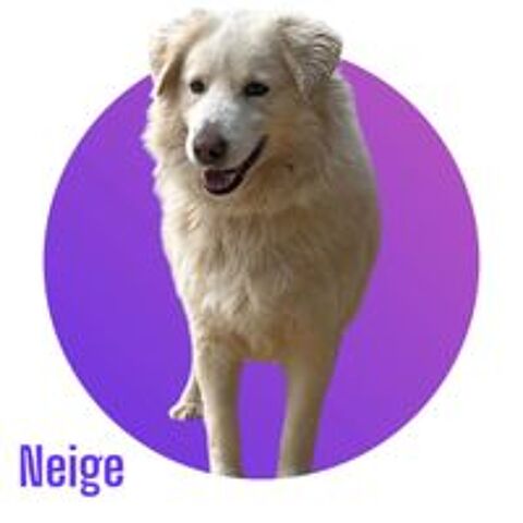   Magnifique et adorable NEIGE, 6 ans estimés, 28 kg, à l'adoption 💖 