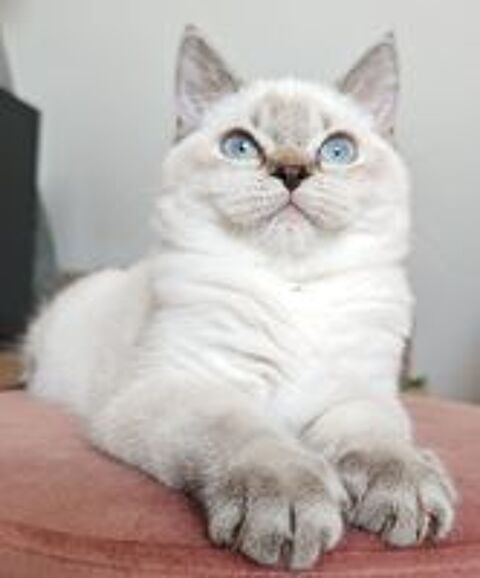   Femelle british shorthair loof 