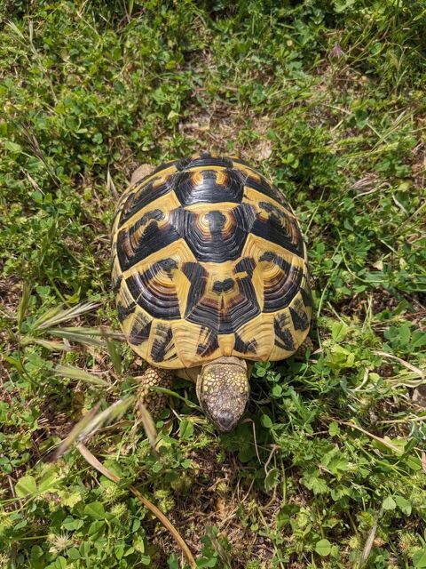 Tortue terrestre femelle 7ans  200 34000 Montpellier