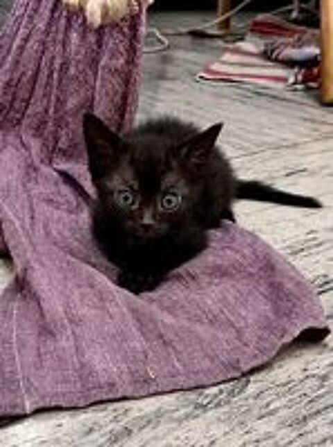   Chat LOUSTIC à l adoption 