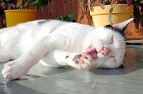   COSMOS, adorable chat noir et blanc  adopter via l'association UMA  