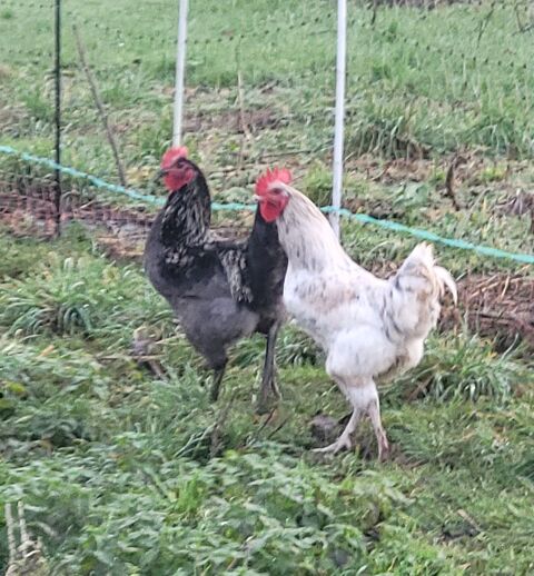 Jeunes coqs 0 62123 Gouves