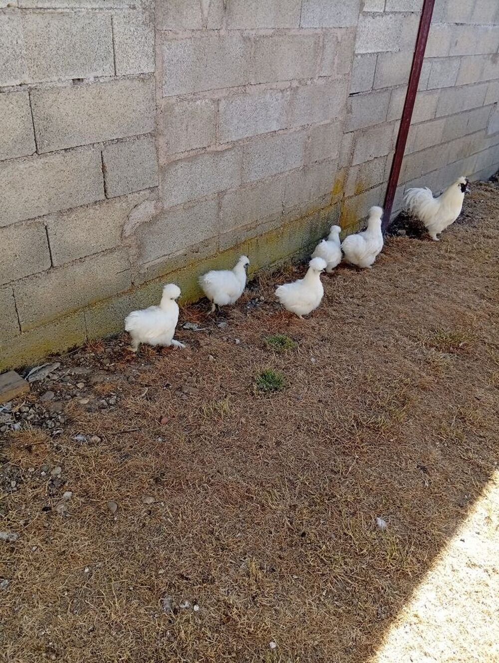   Poules et coqs Soie 