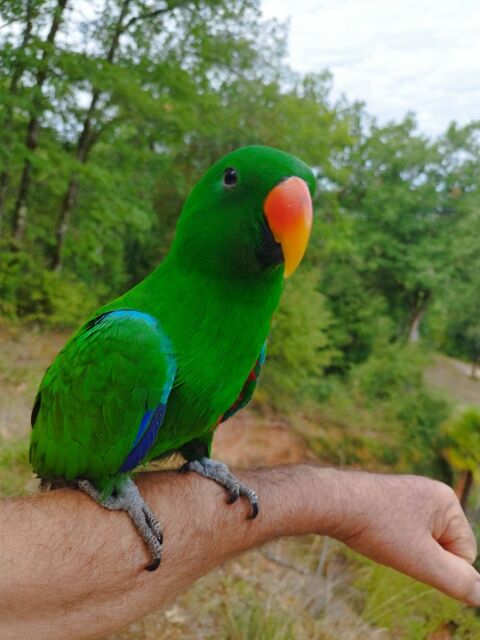 Perroquet Eclectus Roratus 1500 46200 Souillac