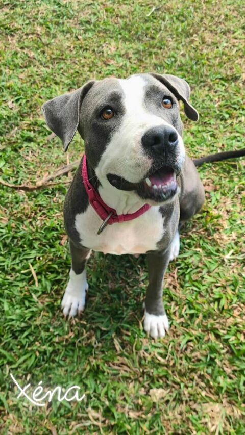 X&eacute;na, Femelle X Braque de Weimar, n&eacute;e le 25/04/2024 🐶 380 51000 Ch�lons-en-champagne