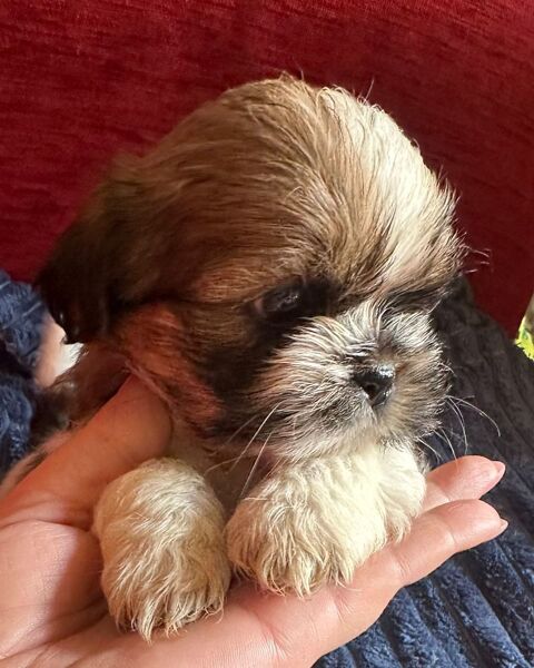 Adorables chiots shih tzu. 650 94800 Villejuif