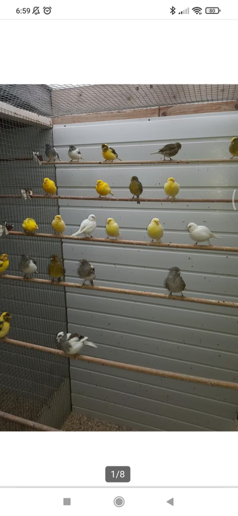 Canari plusieurs coloris disponibles 25 31390 Carbonne