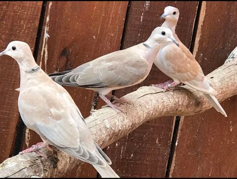 Tourterelles couleurs au choix 10 85470 Brem-sur-mer