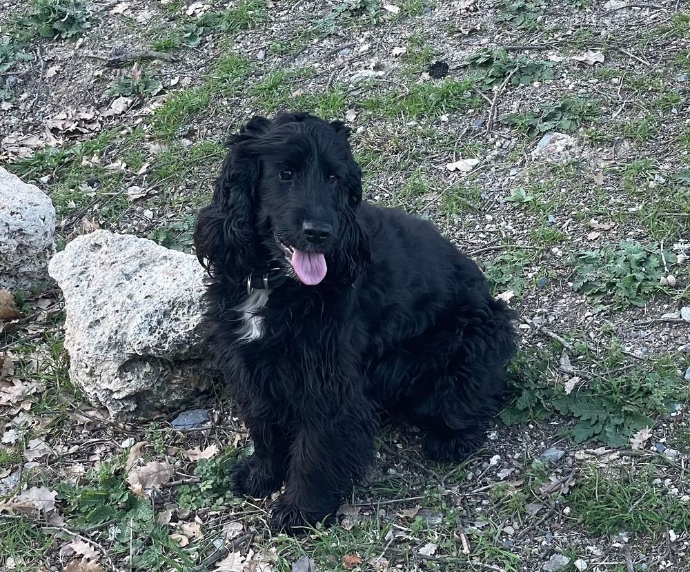   Cherche Cocker Anglais mâle pour saillie 